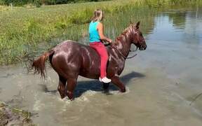 Horse Accidentally Head-Butts Girl - Animals - VIDEOTIME.COM