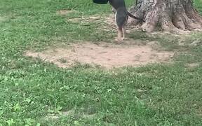 Dog Tries To Get Atop Tyre Swing - Animals - VIDEOTIME.COM