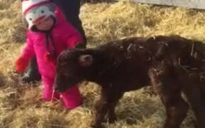 Little Girl Is Excited To See New Born Calf - Animals - VIDEOTIME.COM