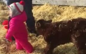Little Girl Is Excited To See New Born Calf - Animals - VIDEOTIME.COM