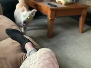 Dog Brings Blanket For Owner - Animals - Y8.COM