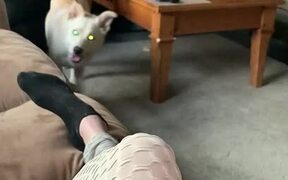 Dog Brings Blanket For Owner - Animals - VIDEOTIME.COM