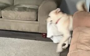 Dog Brings Blanket For Owner - Animals - VIDEOTIME.COM