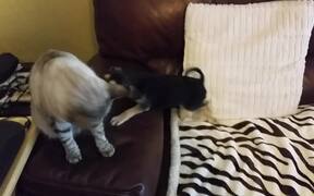 Little Puppy Tries to Play With Cat - Animals - VIDEOTIME.COM