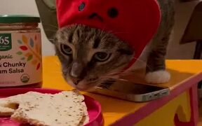 Cat Steals Food From Plate And Runs Away With It - Animals - VIDEOTIME.COM