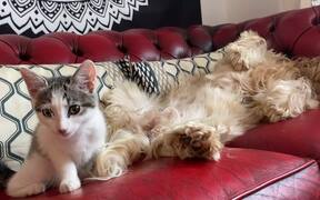 Kitten Plays With Dog's Tail - Animals - VIDEOTIME.COM