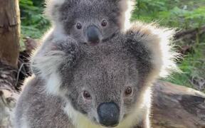 Extremely Adorable Mom And Baby Koala - Animals - VIDEOTIME.COM