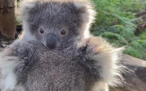 Extremely Adorable Mom And Baby Koala - Animals - VIDEOTIME.COM