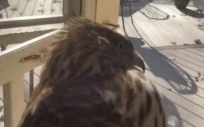 Person Rescues Hawk Stuck Inside Her Patio - Animals - VIDEOTIME.COM