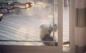 Cat Struggles With Screen Door - Animals - VIDEOTIME.COM
