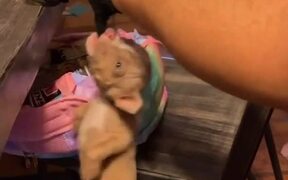 Puppy Swings By Grabbing Owner's Sock - Animals - VIDEOTIME.COM