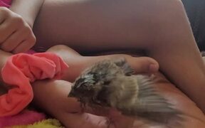 Dog Licks Small Sparrow - Animals - VIDEOTIME.COM