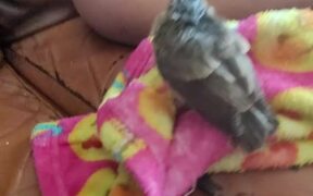 Dog Licks Small Sparrow - Animals - VIDEOTIME.COM