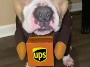 Owner Makes Dog Wear Delivery Guy's Costume - Animals - Y8.COM