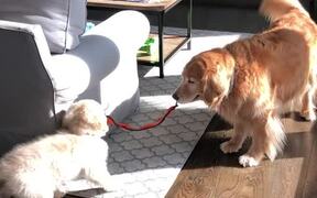Golden Retriever Drags Puppy Along With Collar - Animals - VIDEOTIME.COM