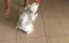 Owner & Dog Accidentally Knock Things Off Table - Animals - VIDEOTIME.COM