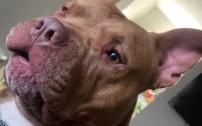 Dog Gives Shocked Reaction - Animals - VIDEOTIME.COM