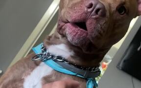 Dog Gives Shocked Reaction - Animals - VIDEOTIME.COM