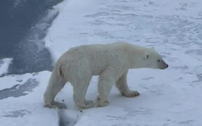 Bear Is Too Careful While Moving Over Thin Ice - Animals - VIDEOTIME.COM