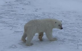 Bear Is Too Careful While Moving Over Thin Ice - Animals - VIDEOTIME.COM