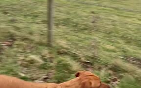 Sporty Labrador Channels Her Inner Kangaroo - Animals - VIDEOTIME.COM