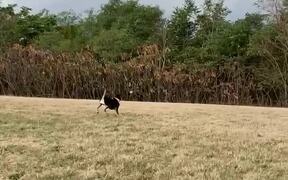 Dog Falls While Attempting to Catch Ball - Animals - VIDEOTIME.COM