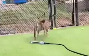 Dog Plays With Water Sprinkler - Animals - VIDEOTIME.COM