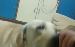 Dog Asks For More Scratches - Animals - VIDEOTIME.COM