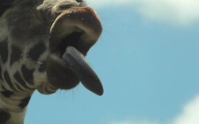 Giraffe Plays Around With Leaf Stem in Its Mouth - Animals - VIDEOTIME.COM