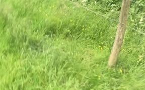 Girl Becomes Alarmed Following With A Herd Of Cows - Animals - VIDEOTIME.COM
