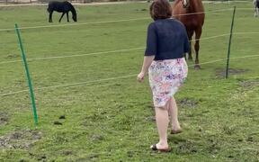 Lady's Frst Meeting With a Beautiful Horse - Animals - VIDEOTIME.COM