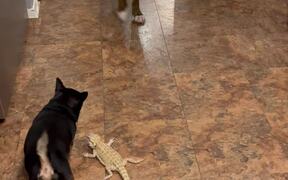 Caring Dog Watches Over SMOL Bearded Dragon - Animals - VIDEOTIME.COM