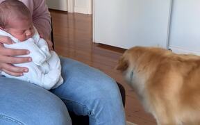 Dog Welcomes Newborn Baby Home - Animals - VIDEOTIME.COM