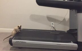 Cat Tries to Sit On Slow Moving Treadmill - Animals - VIDEOTIME.COM