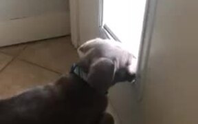 Puppy Struggles to Go Through Doggie Door - Animals - VIDEOTIME.COM