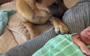 Dog Gently Nose Bumps Newborn to Play With Him - Animals - VIDEOTIME.COM