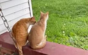 Cat Gets Knocked Off by Baby's Swing - Animals - VIDEOTIME.COM