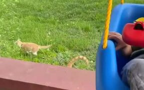 Cat Gets Knocked Off by Baby's Swing - Animals - VIDEOTIME.COM