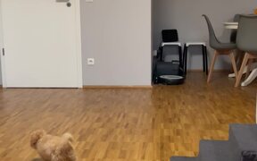 Maltipoo Puppy Wags Her Tail Out Of Happiness - Animals - VIDEOTIME.COM