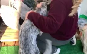 Woman Returns After a Week To Pick Her Dog Up - Animals - VIDEOTIME.COM