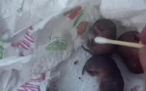 Person Gets Box Full of Baby Mice as Surprise Gift - Animals - VIDEOTIME.COM