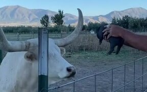 Cow Gets Scared & Steps Back After Piglet Squeals - Animals - VIDEOTIME.COM