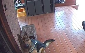Dog Reacts Hilariously on Hearing Owner's Voice - Animals - VIDEOTIME.COM