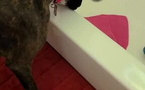 Dog Asks Owner to Retrieve Toy From Bathtub - Animals - VIDEOTIME.COM