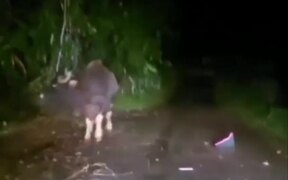 Angry Bison Pushes Three Wheeled Auto-Rickshaw - Animals - VIDEOTIME.COM