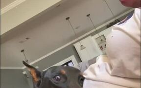 Dog Leans Head on Pregnant Owner's Belly - Animals - VIDEOTIME.COM