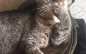 TEO Cat Mob - Animals - VIDEOTIME.COM