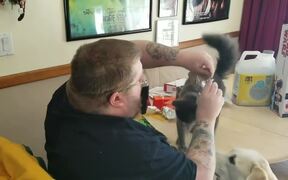 Cat Climbs to Steal a Bite of Burrito - Animals - VIDEOTIME.COM