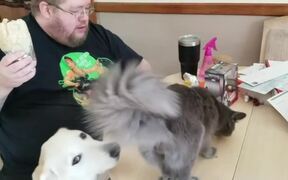 Cat Climbs to Steal a Bite of Burrito - Animals - VIDEOTIME.COM