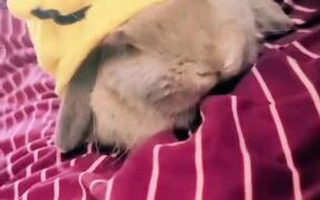 Owner Dresses Bunnies in Adorable Costumes - Animals - VIDEOTIME.COM